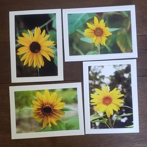Sunflower Blank Photo Cards